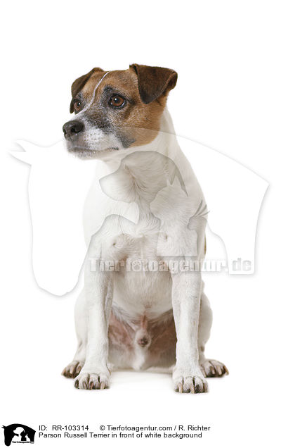 Parson Russell Terrier in front of white background / RR-103314