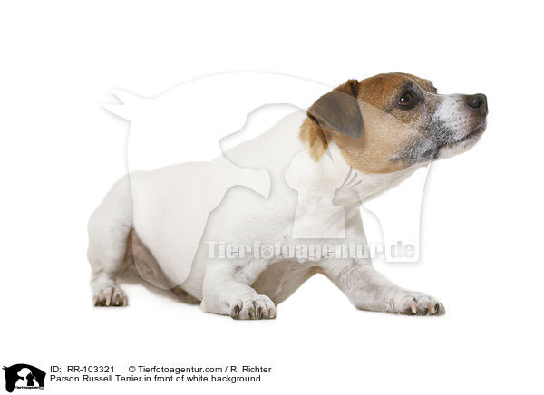 Parson Russell Terrier in front of white background / RR-103321