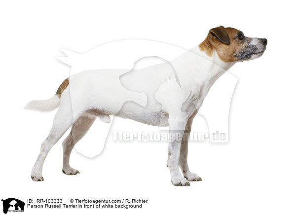 Parson Russell Terrier in front of white background / RR-103333