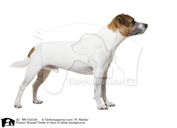 Parson Russell Terrier in front of white background / RR-103334