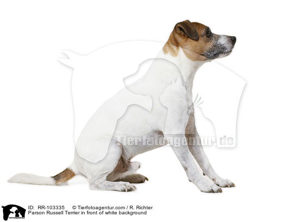 Parson Russell Terrier in front of white background / RR-103335