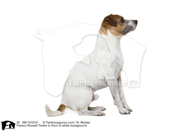 Parson Russell Terrier in front of white background / RR-103337