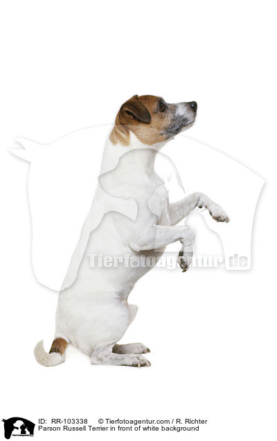 Parson Russell Terrier in front of white background / RR-103338
