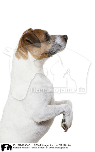 Parson Russell Terrier in front of white background / RR-103340