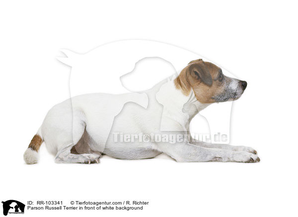 Parson Russell Terrier in front of white background / RR-103341