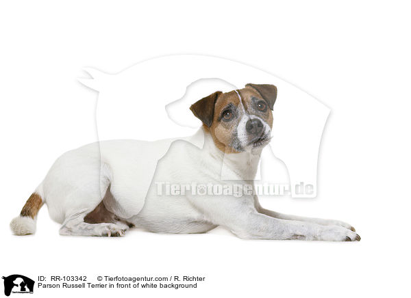Parson Russell Terrier in front of white background / RR-103342