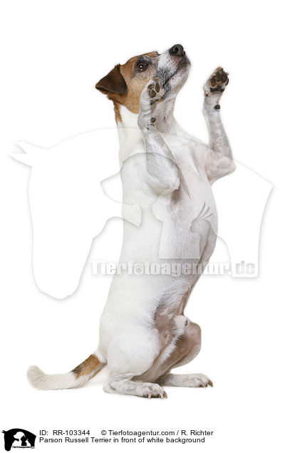 Parson Russell Terrier in front of white background / RR-103344
