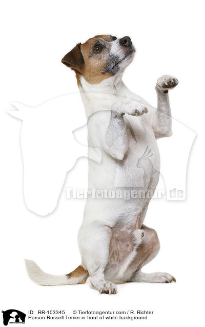 Parson Russell Terrier in front of white background / RR-103345