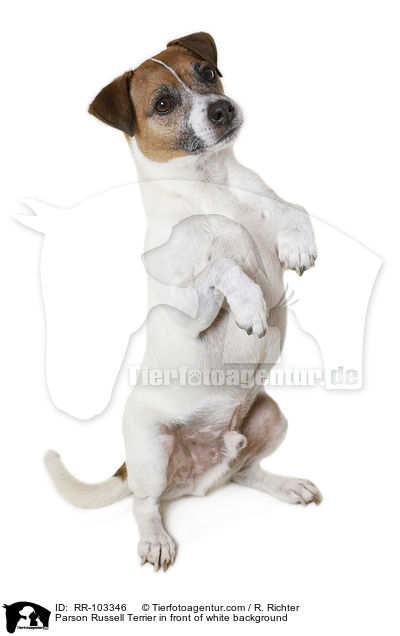 Parson Russell Terrier in front of white background / RR-103346