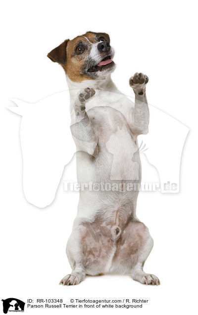 Parson Russell Terrier in front of white background / RR-103348