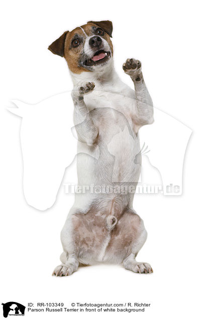 Parson Russell Terrier in front of white background / RR-103349