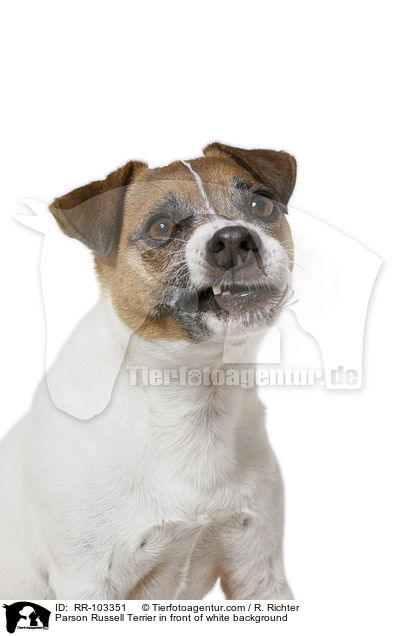 Parson Russell Terrier in front of white background / RR-103351
