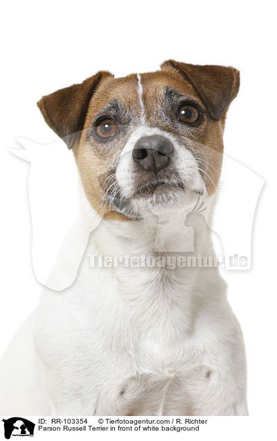 Parson Russell Terrier in front of white background / RR-103354