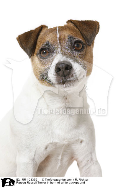 Parson Russell Terrier in front of white background / RR-103355