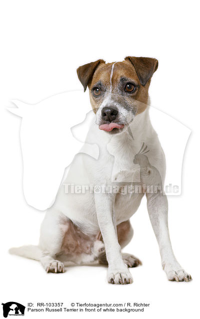 Parson Russell Terrier in front of white background / RR-103357