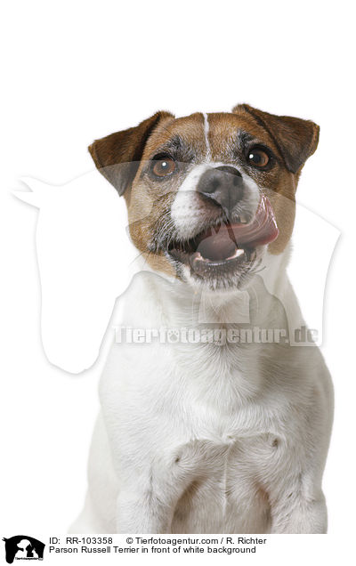 Parson Russell Terrier in front of white background / RR-103358