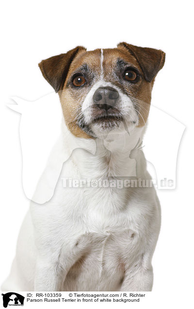 Parson Russell Terrier in front of white background / RR-103359