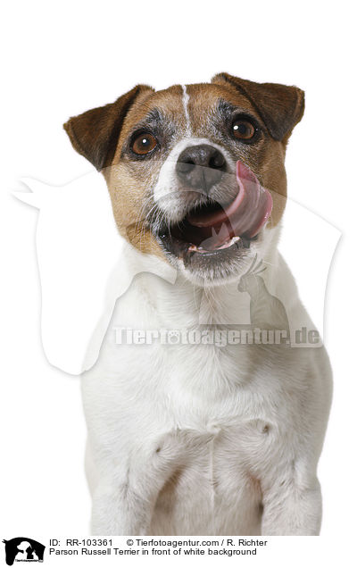 Parson Russell Terrier in front of white background / RR-103361