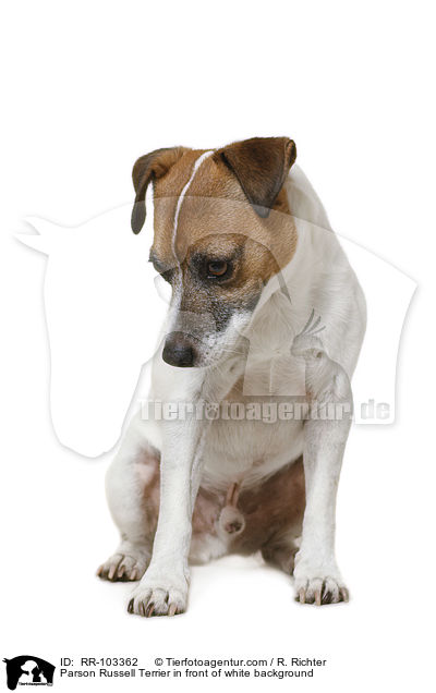 Parson Russell Terrier in front of white background / RR-103362