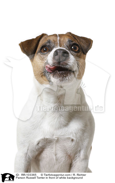 Parson Russell Terrier in front of white background / RR-103365