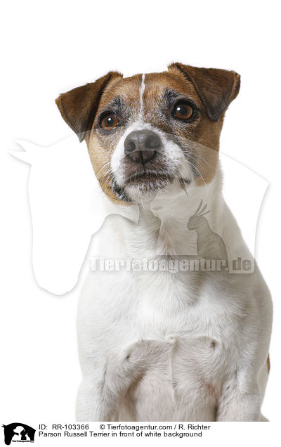 Parson Russell Terrier in front of white background / RR-103366