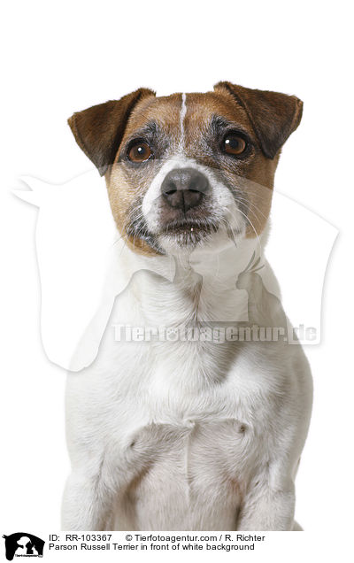 Parson Russell Terrier vor weiem Hintergrund / Parson Russell Terrier in front of white background / RR-103367