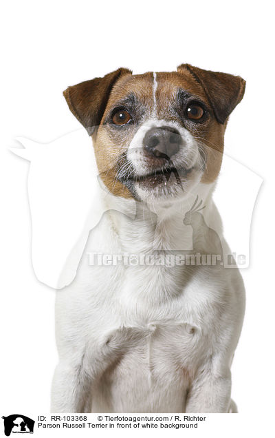 Parson Russell Terrier vor weiem Hintergrund / Parson Russell Terrier in front of white background / RR-103368