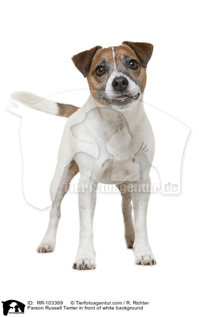 Parson Russell Terrier in front of white background / RR-103369