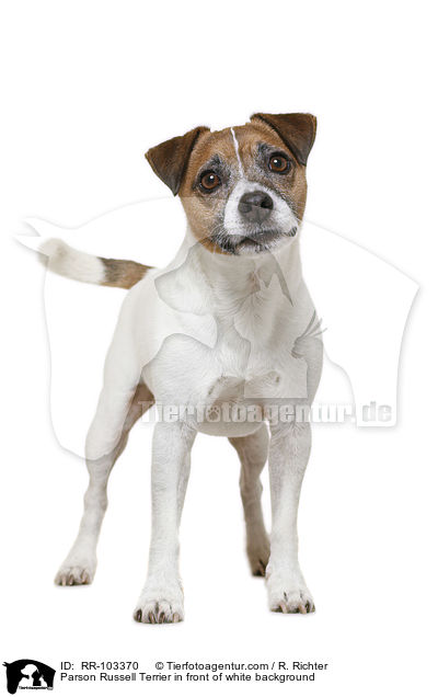 Parson Russell Terrier in front of white background / RR-103370