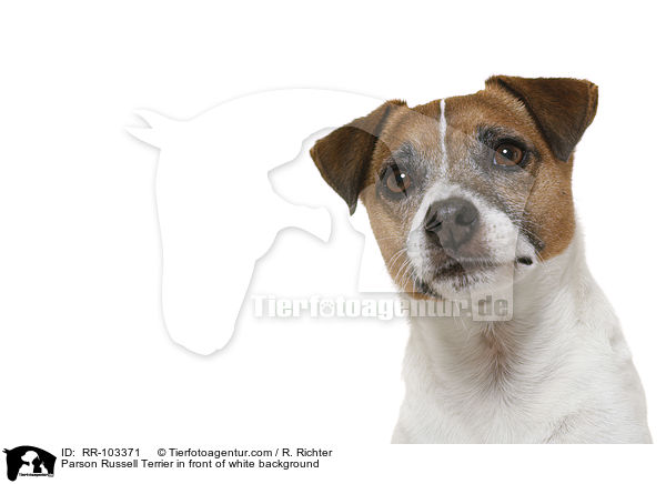 Parson Russell Terrier in front of white background / RR-103371