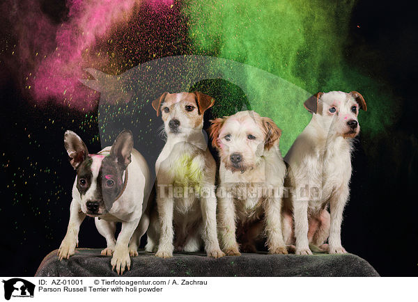 Parson Russell Terrier with holi powder / AZ-01001