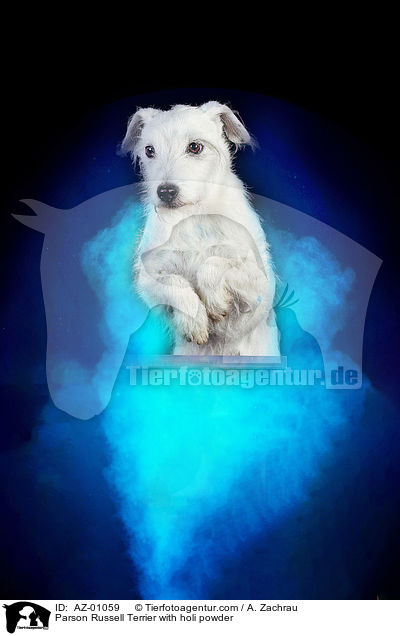 Parson Russell Terrier with holi powder / AZ-01059