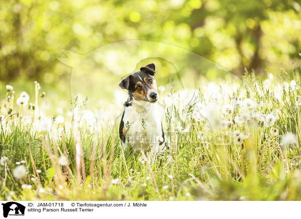 sitzender Parson Russell Terrier / sitting Parson Russell Terrier / JAM-01718