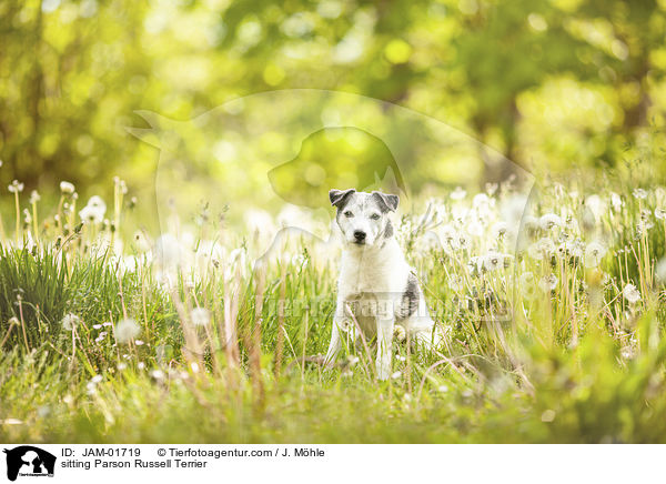 sitting Parson Russell Terrier / JAM-01719
