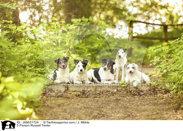 5 Parson Russell Terrier / JAM-01724
