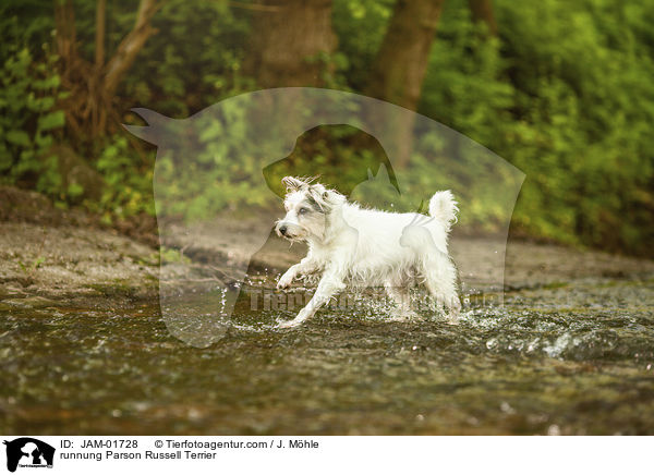 runnung Parson Russell Terrier / JAM-01728