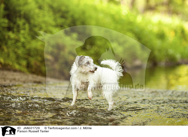 Parson Russell Terrier / Parson Russell Terrier / JAM-01729