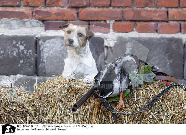 brown-white Parson Russell Terrier / MW-16881