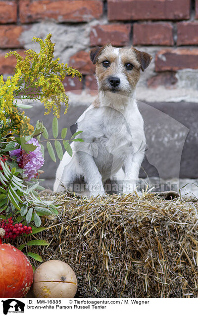 brown-white Parson Russell Terrier / MW-16885