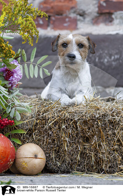 brown-white Parson Russell Terrier / MW-16887