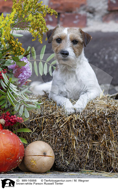 brown-white Parson Russell Terrier / MW-16888