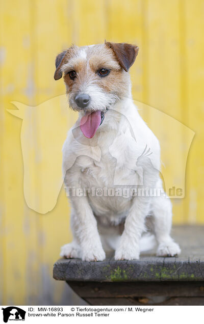brown-white Parson Russell Terrier / MW-16893