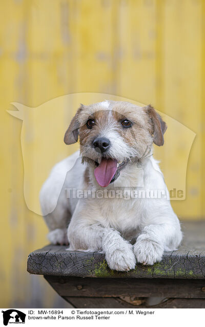 brown-white Parson Russell Terrier / MW-16894