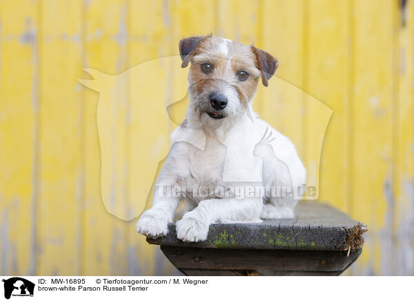braun-weier Parson Russell Terrier / brown-white Parson Russell Terrier / MW-16895