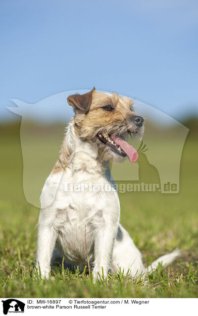 braun-weier Parson Russell Terrier / brown-white Parson Russell Terrier / MW-16897