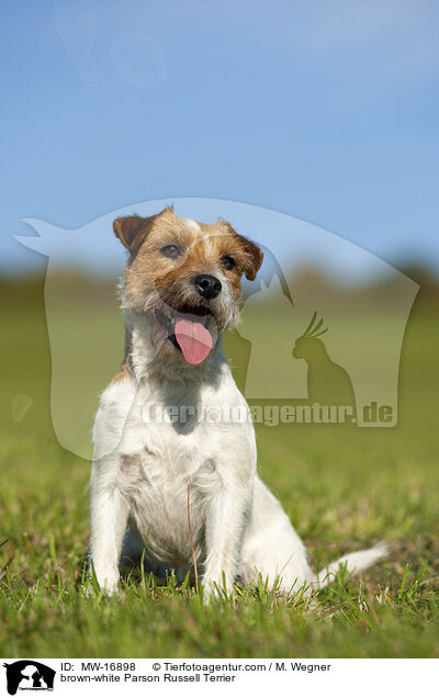 brown-white Parson Russell Terrier / MW-16898
