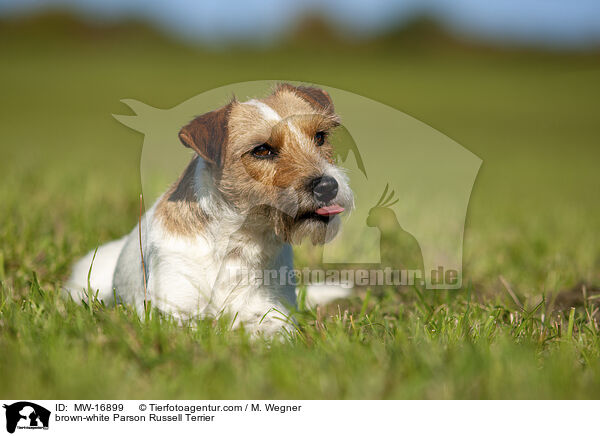 braun-weier Parson Russell Terrier / brown-white Parson Russell Terrier / MW-16899