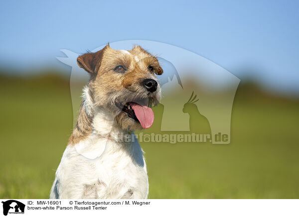 brown-white Parson Russell Terrier / MW-16901