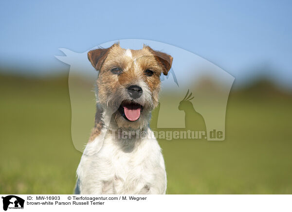 brown-white Parson Russell Terrier / MW-16903