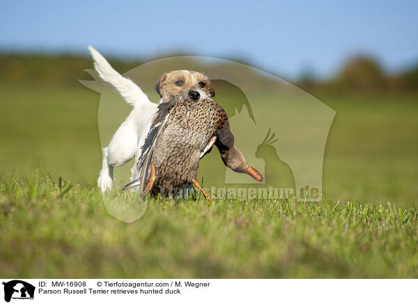 Parson Russell Terrier retrieves hunted duck / MW-16908